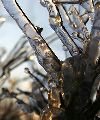 Image showing winter tree