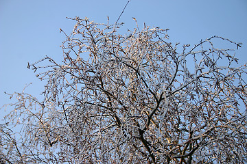 Image showing winter tree