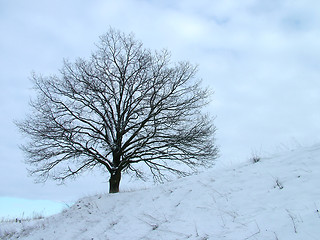 Image showing Alone Tree