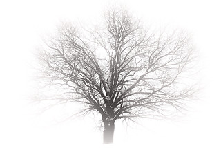 Image showing Tree in mist