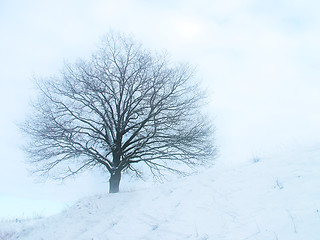 Image showing Alone Tree, stylish