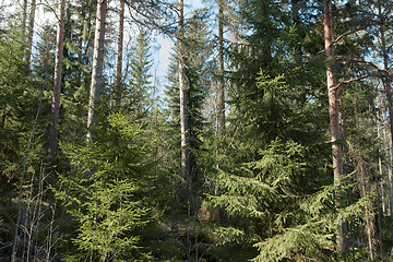 Image showing Forest