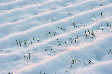 Image showing Snow