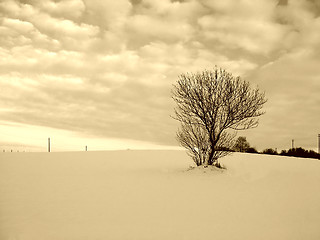 Image showing Alone tree