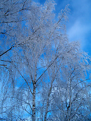 Image showing Birches in winter