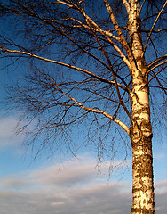 Image showing Tree in sky