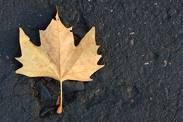 Image showing Leaf