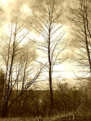 Image showing Birch in sky