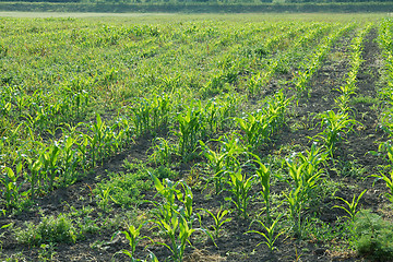 Image showing Agriculture