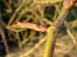 Image showing Sweet Brier Bud