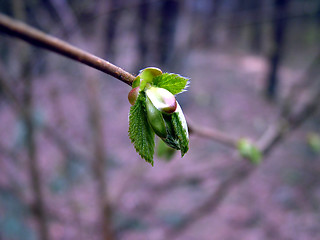 Image showing New leaf