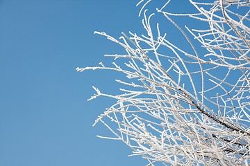 Image showing Winter branches