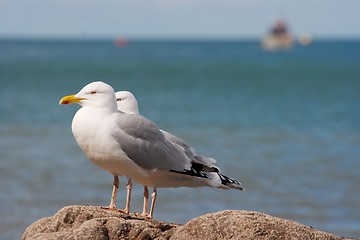 Image showing Seagull