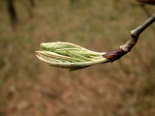 Image showing Chestnut  bud