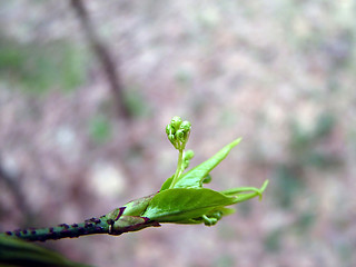 Image showing Growing buds