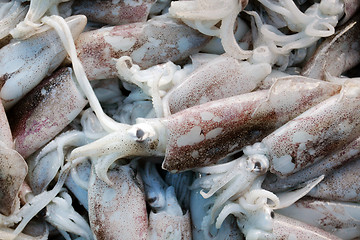 Image showing Squid