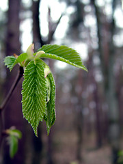 Image showing Leaf