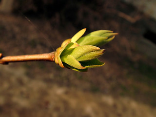 Image showing Buds In Spring