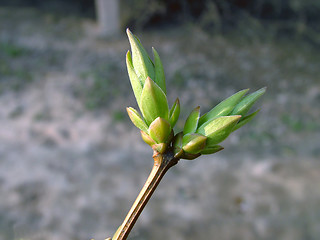 Image showing Buds In Spring 1