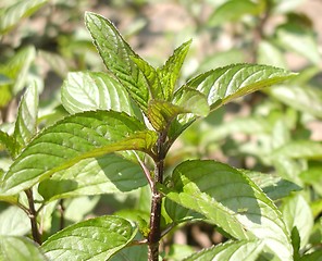 Image showing Peppermint