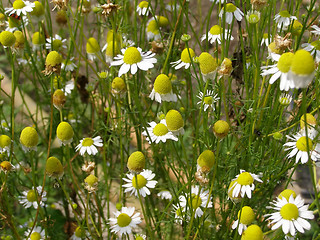 Image showing Chamomile