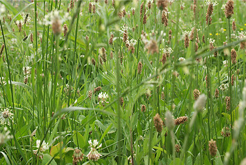 Image showing Meadow