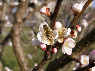 Image showing Bee fetching nectar from flower