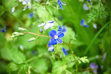 Image showing Blue flowers on a green grass