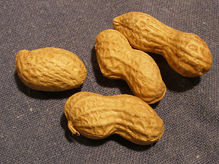 Image showing peanuts