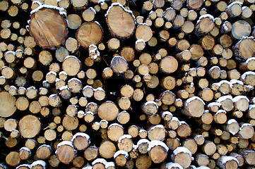 Image showing Stacked Pine Logs in Snow