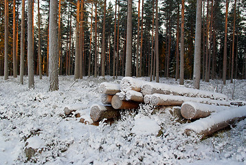 Image showing Snow Covered Logs