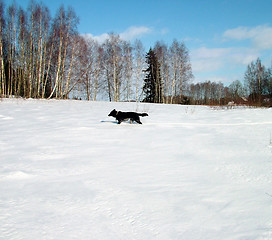 Image showing Dog On Snow