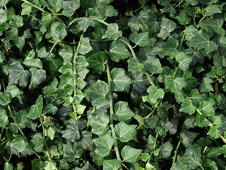 Image showing Ivy