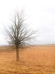 Image showing Field tree