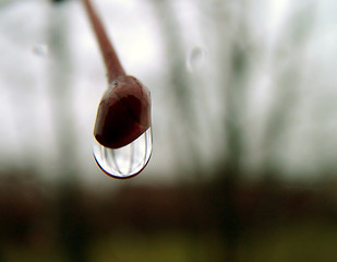 Image showing Drop