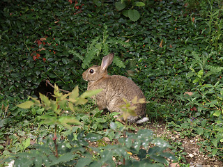 Image showing Hare