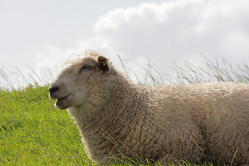 Image showing sheep on pasture