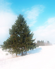 Image showing Christmas Fir