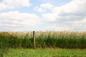 Image showing Hay Field