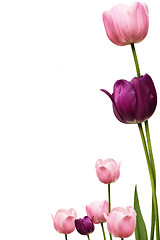 Image showing Tulip Fram