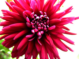 Image showing chrysanthemum