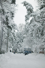 Image showing Snowy spruce