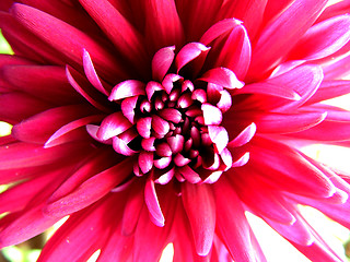 Image showing Chrysanthemum