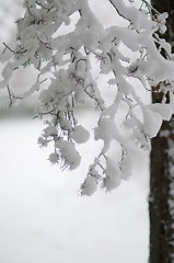 Image showing Snowy spruce,