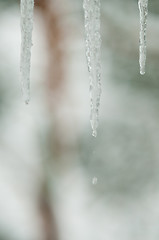 Image showing Dripping icicle