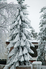 Image showing Snowy spruce