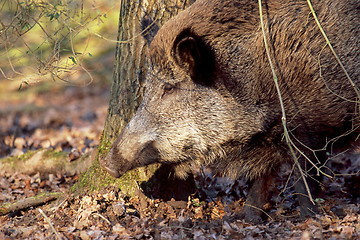 Image showing Wild Boar