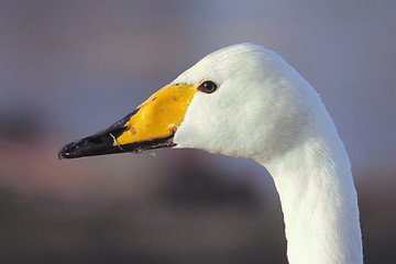 Image showing Swan