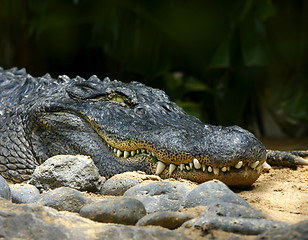 Image showing alligator smile