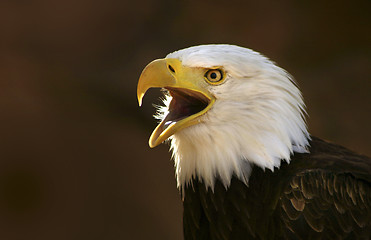 Image showing Bald eagle screaming